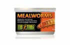 Exo Terra Dosenfutter Mealworms, 34 g, Reptilienart: Agamen