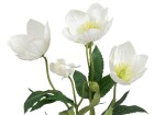 Botanic-Haus Kunstblume Christrosen 3-er Set, 62 cm, Weiss, Produkttyp