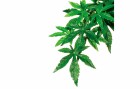 Exo Terra Regenwaldpflanze Abuliton, S, Produkttyp Terraristik