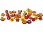 Dekomat AG Kunstblume Strohblüten 36 Stück, Herbstfarben