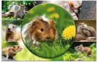 HERMA Schreibunterlage Nagetiere 55 x 35 cm, Kalender