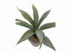 Botanic-Haus Kunstpflanze Aloe im Topf, 2er Set, Produkttyp