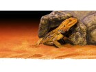 Exo Terra Versteck Reptile Cave L, 10 x 26 x
