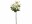 Bild 1 Botanic-Haus Kunstblume Edelweiss, 22 cm, 3er Set, Produkttyp