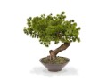 Botanic-Haus Kunstpflanze Bonsai Pinus mit Schale, Produkttyp