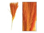 CHALET Trockenblumen Miscantusgras 10 Stück, Orange, Produkttyp