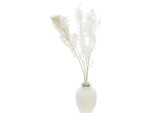 Soli Collection Trockenblumen Ruscus 70-75 cm, Weiss, Produkttyp