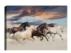 Wallxpert Bild Pferde 50 x 70 cm, Motiv: Pferde