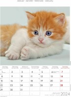 ALPHA EDITION Bildkalender Katzen 103476 DE/F/GB, 23.7x34cm 2024, Kein