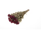 Anjel Trockenblumen in Kartonbox Rosen, Rot, Produkttyp