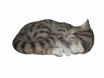 Vivid Arts Dekofigur Schlafende Katze, Eigenschaften: Keine