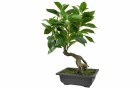 Botanic-Haus Kunstpflanze Bonsai Ficus mit Schale, Produkttyp