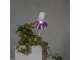 Image 0 Star Trading Leuchtmittel LED Pflanzen GU10, 3.5 W, 42 lm