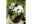 Bild 1 Schipper Malen nach Zahlen Pandabären, Altersempfehlung ab: 8