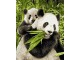 Schipper Malen nach Zahlen Pandabären, Altersempfehlung ab: 8