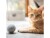 Image 2 CanadianCat Katzen-Spielzeug Filzball mit Dufttasche, Produkttyp