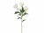 Bild 0 Botanic-Haus Kunstblume Christrosen 3-er Set, 62 cm, Weiss, Produkttyp