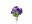 Image 3 Click and Grow Saatgut Blaue Petunie 3er-Pack, Bio: Nein, Blütenfarbe