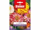 Blumen Saatgut Zinnie Dahlienblütig Mix, Bio: Nein, Blütenfarbe